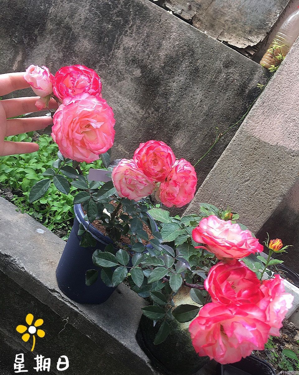 可爱多多少钱(解析可爱多基本信息)(5) 可爱多多少钱(解析可爱多基本信息)(5)